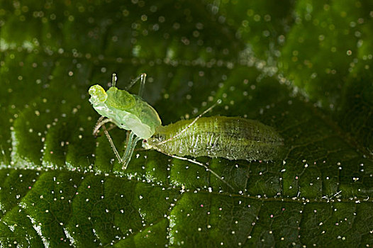 食蚜蝇科,幼体,吃,绿色,蚜虫,欧洲