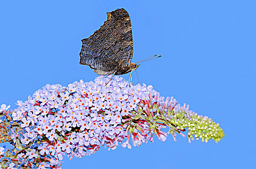 孔雀蛱蝶,夏天,丁香,北莱茵-威斯特伐利亚,德国,欧洲