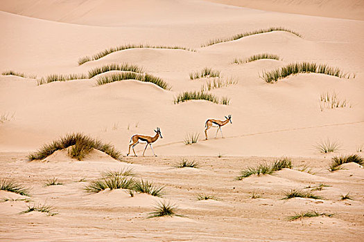 跳羚,成年,走,沙滩,纳米布沙漠,纳米比亚