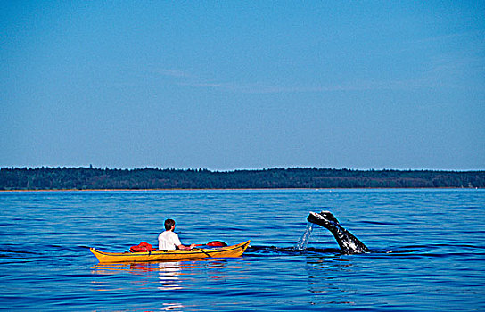 灰鲸,海湾群岛,皮筏艇,跟随,温哥华岛,不列颠哥伦比亚省,加拿大