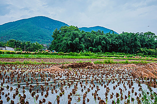 田园风光