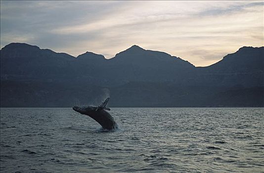 驼背鲸,大翅鲸属,鲸鱼,鲸跃,加利福尼亚湾,墨西哥