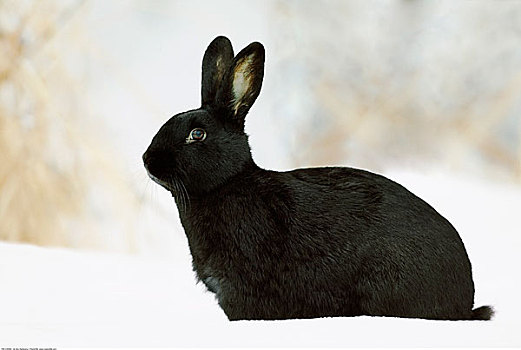 兔子,雪中