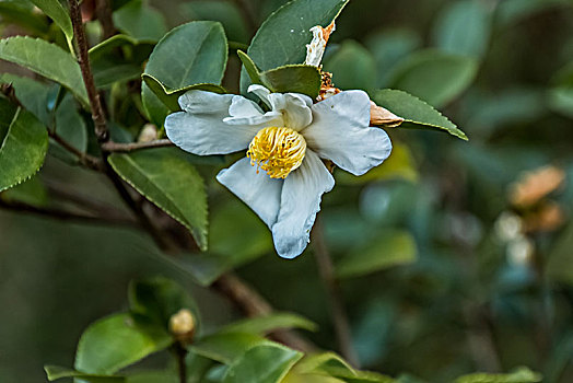 白色棉花特写