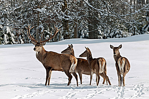 赤鹿,鹿属,鹿,冬天,奥地利,欧洲