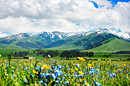 新疆,野花,蓝天白云,雪山