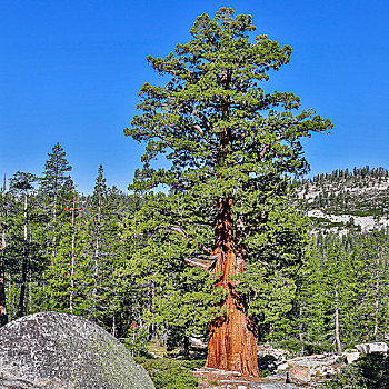 西部,白色,松树,优胜美地国家公园,加利福尼亚,美国,北美