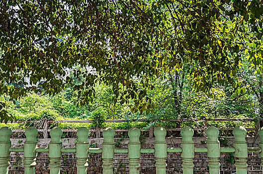 绿色植物和绿色围栏