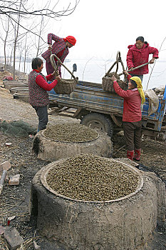 大运河江苏宿迁段,这的村民在运河里捞取河里的螺丝加工进行出售
