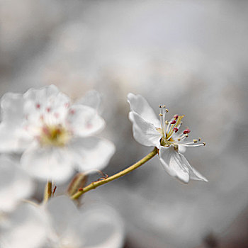 创意梨花