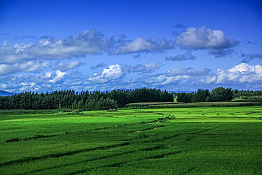 镜泊湖乡村农田