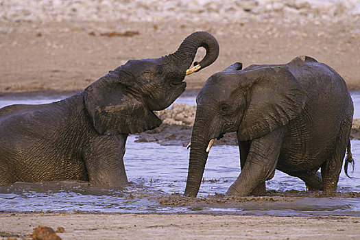 纳米比亚,埃托沙国家公园,大象,牧群,水潭