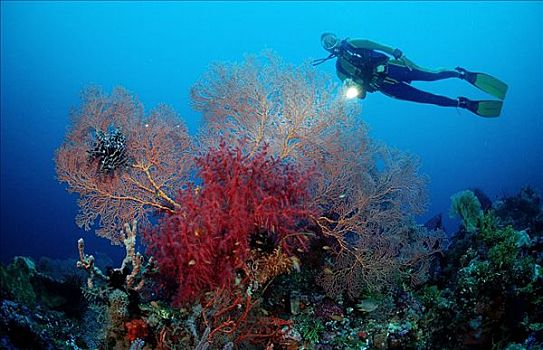 潜水者,珊瑚礁,印度尼西亚,四王群岛,伊里安查亚省,西巴布亚,印度洋