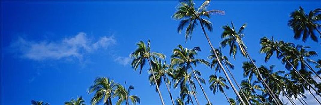 小树林,棕榈树,鲜明,蓝天,倾斜视角,全景