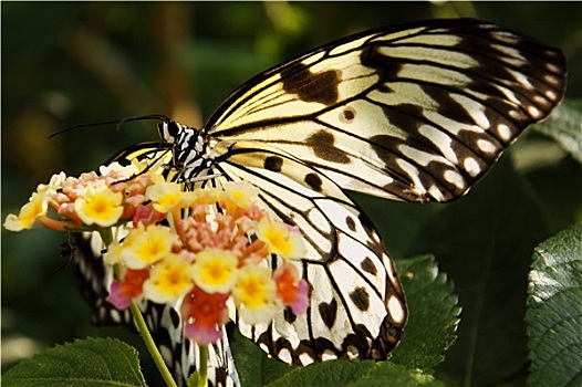 白色,黑脉金斑蝶