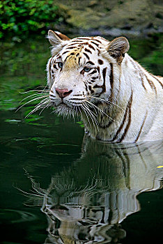 白色,孟加拉虎,虎,成年,水中,反射,头像,俘获,印度