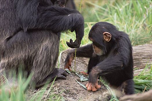 黑猩猩,类人猿,教育,使用,捕鱼,工具,华盛顿,公园,动物园