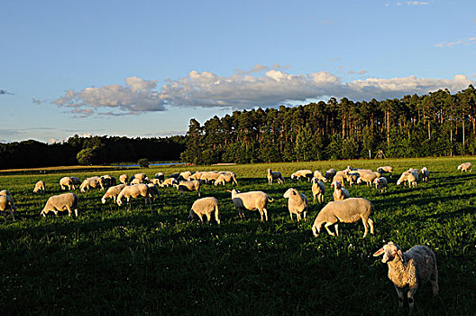 羊群,放牧,草场