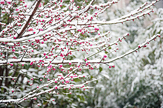 大雪中含苞待放的梅花