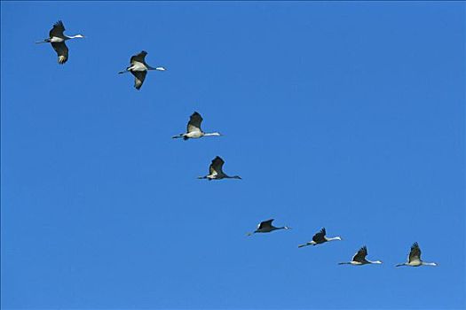 沙丘鹤,成群,飞,迁徙,博斯克德尔阿帕奇,新墨西哥