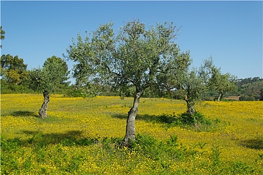 橄榄树,野花,草地