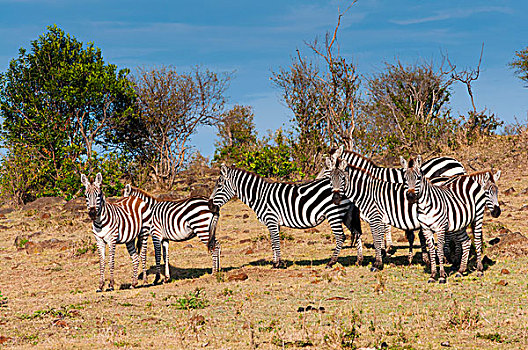 斑马,白氏斑马,马赛马拉国家保护区,肯尼亚