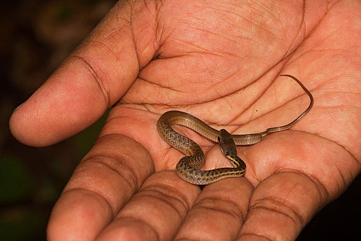 水,蛇,幼小,尺寸,对比,国家公园,好奇,西北地区,海岸,马达加斯加,非洲
