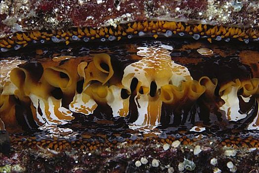 牡蛎,脚,深,所罗门群岛