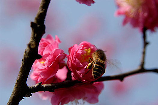 蜜蜂与红梅花