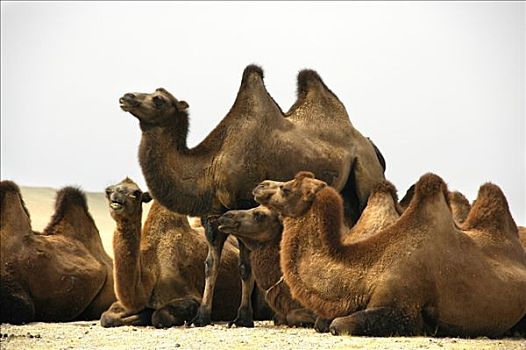 放松,牧群,巴克特里亚,骆驼,蒙古