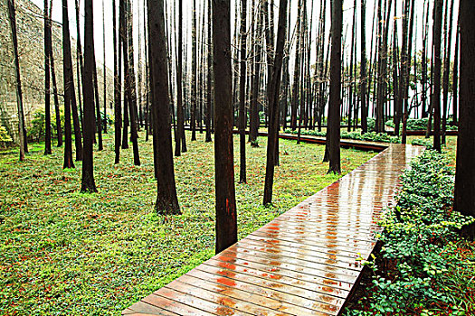 雨后林间的木板路反射着树影