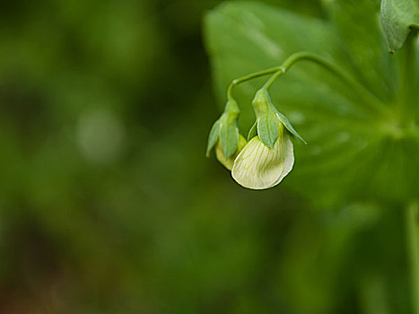 豌豆花