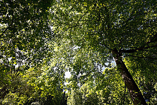 林木,自然的绿色木材阳光的背景