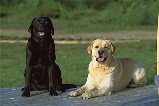 拉布拉多犬,狗,黑色,黄色拉布拉多犬,坐,一起