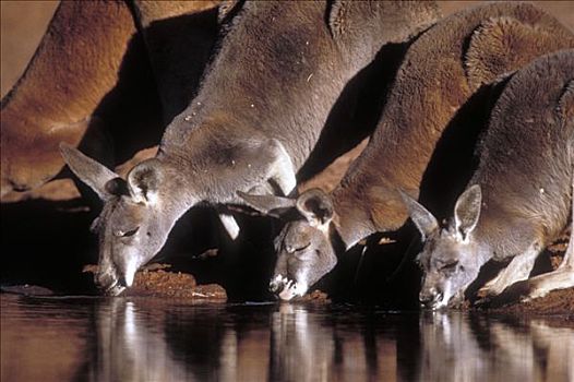 红袋鼠,雌性,群,喝,水坑,澳大利亚