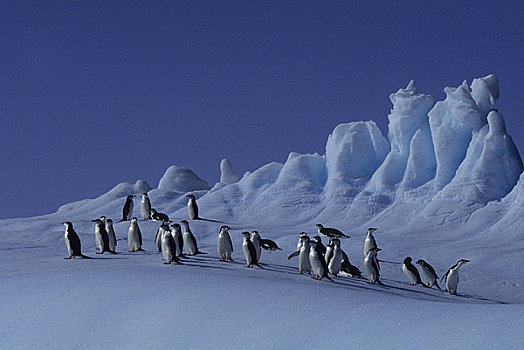 南极,南,奥克尼群岛,帽带企鹅,冰山