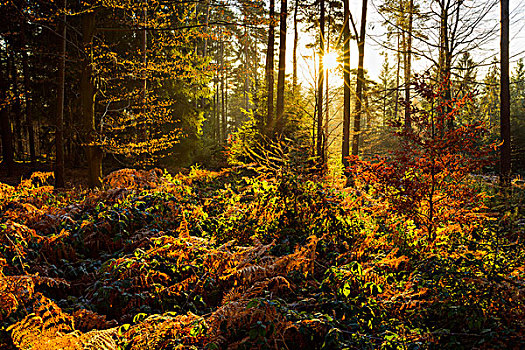 秋日树林,朝日,发光,树,奥登瓦尔德,山,巴伐利亚,德国