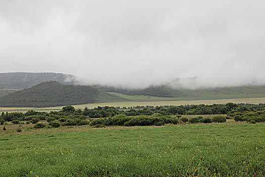 山峦与野生植物