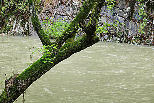 水墨汀溪,溪流,山水,流水,绿树