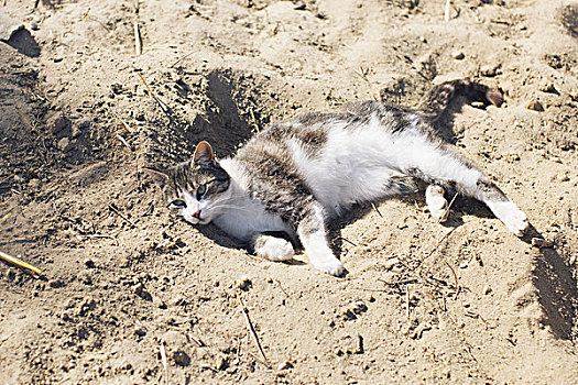 猫,卧,沙子