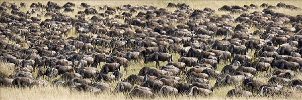 肯尼亚,马赛马拉,纳罗克地区,大,牧群,角马,迁徙,塞伦盖蒂国家公园,坦桑尼亚北部,马赛马拉国家保护区