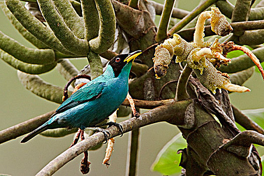 绿色,栖息,枝条,靠近,国家公园,东南部,厄瓜多尔