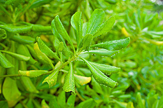 植物