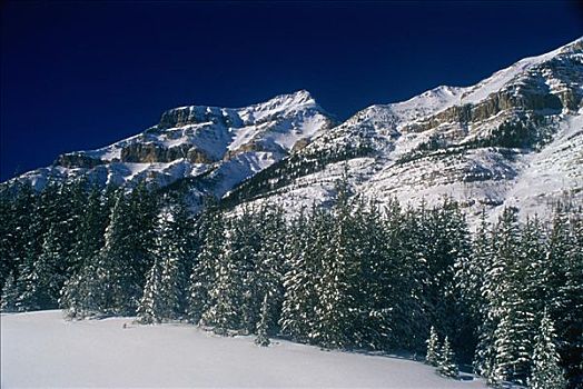 松树,正面,积雪,山峦,弗米利恩,班芙国家公园,艾伯塔省,加拿大