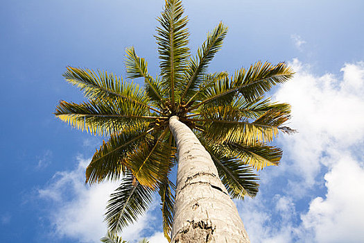 仰视,椰树,南马累环礁,马尔代夫