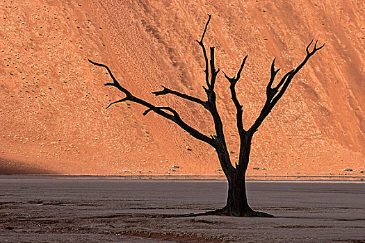 死,骆驼,刺,树,沙丘,死亡谷,索苏维来地区,纳米布沙漠,纳米比诺克陆夫国家公园,纳米比亚,非洲