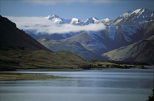 新西兰,湖,牛科动物,山峦