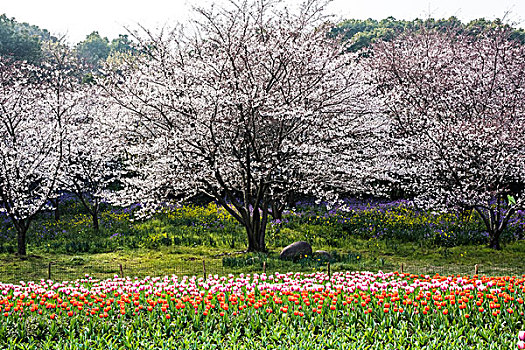苏州风景上方山樱花