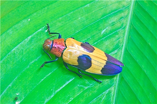 昆虫,泰国