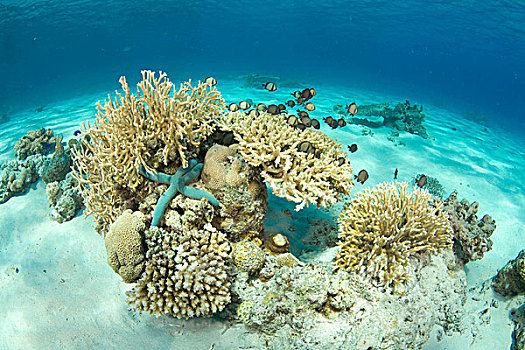 珊瑚,岛屿,日本,亚洲